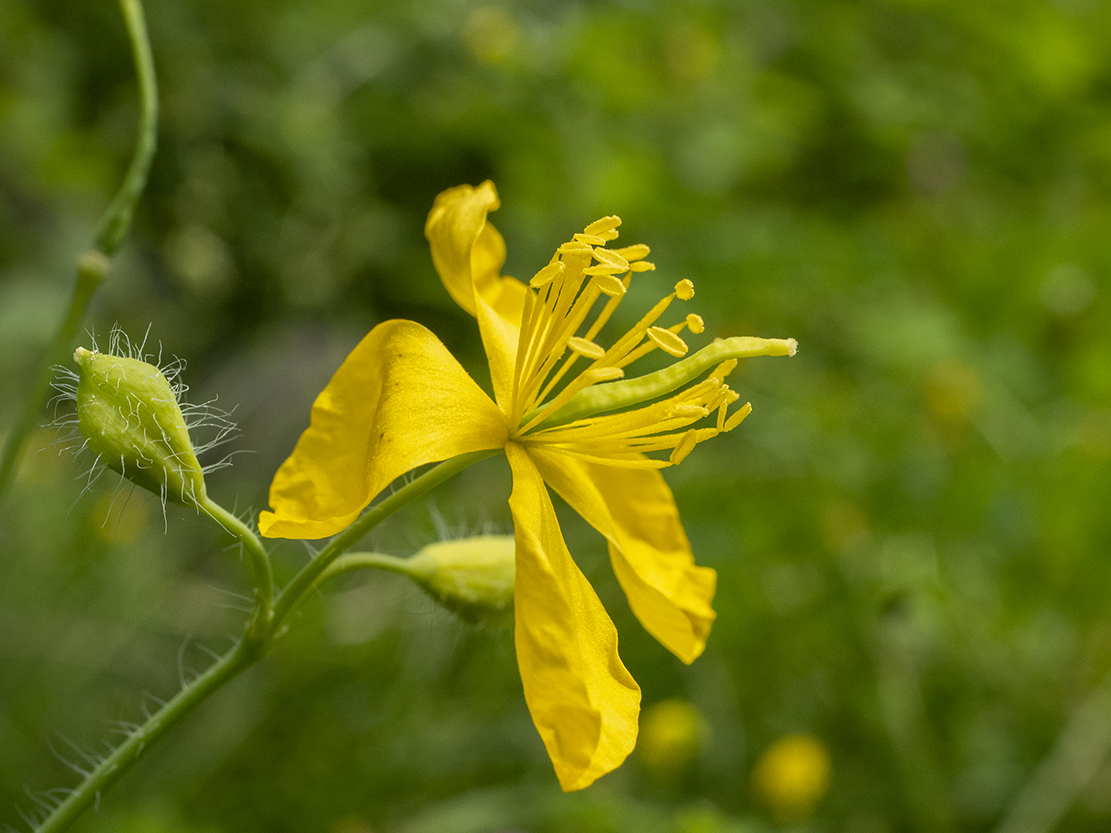 IMAGES\Stinkende gouwe (Chelidonium majus)\P1280473_sm.jpg